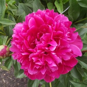 Meet your Posher, Renee